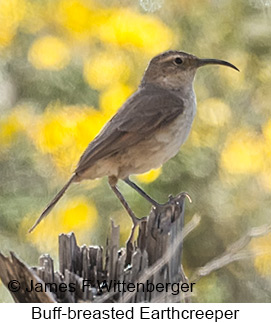 Buff-breasted Earthcreeper - © James F Wittenberger and Exotic Birding LLC Buff-breasted Earthcreeper - © James F Wittenberger and Exotic Birding LLC