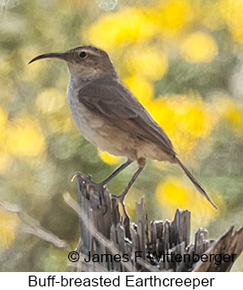 Buff-breasted Earthcreeper - © James F Wittenberger and Exotic Birding LLC
