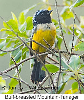 Buff-breasted Mountain-Tanager - © James F Wittenberger and Exotic Birding LLC