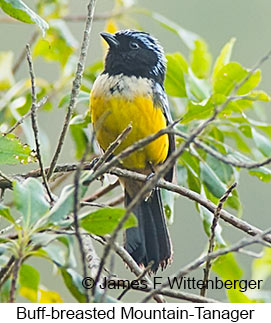 Buff-breasted Mountain-Tanager - © James F Wittenberger and Exotic Birding LLC