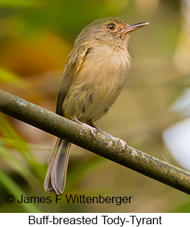 Buff-breasted Tody-Tyrant - © James F Wittenberger and Exotic Birding LLC