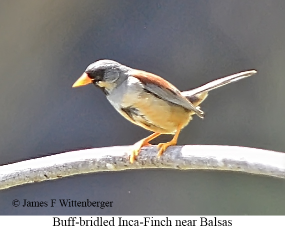Buff-bridled Inca-Finch - &copy; James F Wittenberger and Exotic Birding LLC