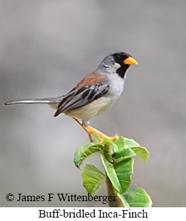 Buff-bridled Inca-Finch - &copy; James F Wittenberger and Exotic Birding LLC