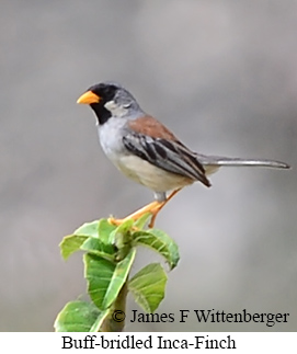 Buff-bridled Inca-Finch - &copy; James F Wittenberger and Exotic Birding LLC
