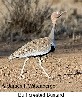 Buff-crested Bustard - © James F Wittenberger and Exotic Birding LLC