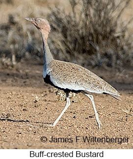 Buff-crested Bustard - © James F Wittenberger and Exotic Birding LLC Buff-crested Bustard - © James F Wittenberger and Exotic Birding LLC
