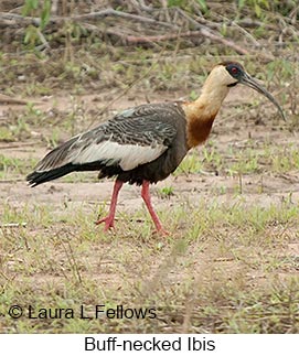 Buff-necked Ibis - © Laura L Fellows and Exotic Birding LLC