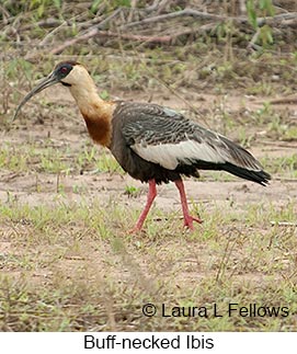 Buff-necked Ibis - © Laura L Fellows and Exotic Birding LLC