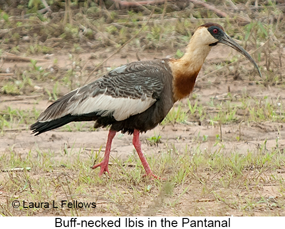 Buff-necked Ibis - © Laura L Fellows and Exotic Birding LLC