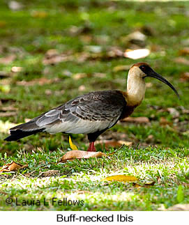 Buff-necked Ibis - © Laura L Fellows and Exotic Birding LLC