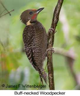 Buff-necked Woodpecker - © James F Wittenberger and Exotic Birding LLC