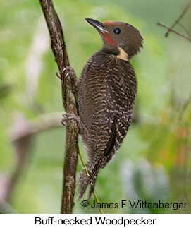 Buff-necked Woodpecker - © James F Wittenberger and Exotic Birding LLC