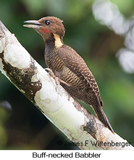 Buff-necked Woodpecker - © James F Wittenberger and Exotic Birding LLC