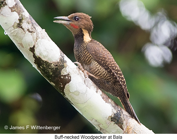 Buff-necked Woodpecker - © James F Wittenberger and Exotic Birding LLC