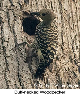 Buff-rumped Woodpecker - © James F Wittenberger and Exotic Birding LLC