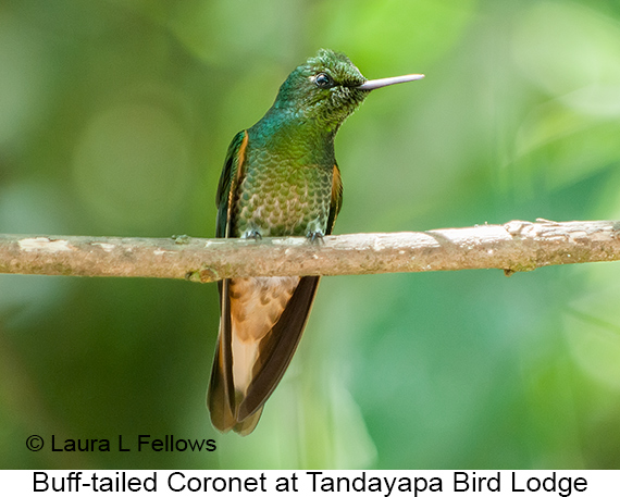 Buff-tailed Coronet - © Laura L Fellows and Exotic Birding LLC