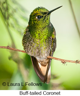 Buff-tailed Coronet - © Laura L Fellows and Exotic Birding LLC