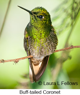 Buff-tailed Coronet - © Laura L Fellows and Exotic Birding LLC