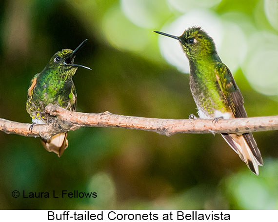 Buff-tailed Coronet - © The Photographer and Exotic Birding LLC
