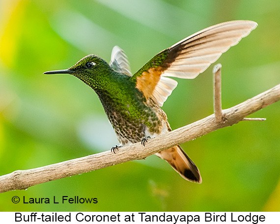 Buff-tailed Coronet - © James F Wittenberger and Exotic Birding LLC