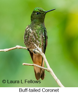 Buff-tailed Coronet - © Laura L Fellows and Exotic Birding LLC