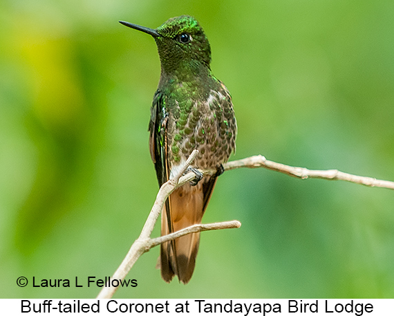 Buff-tailed Coronet - © Laura L Fellows and Exotic Birding LLC