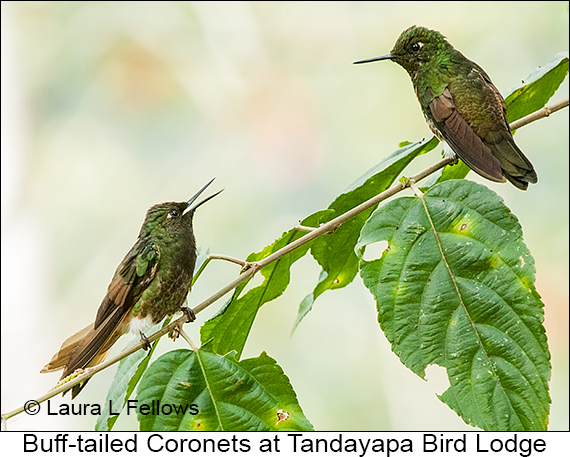 Buff-tailed Coronet - © James F Wittenberger and Exotic Birding LLC