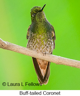Buff-tailed Coronet - © Laura L Fellows and Exotic Birding LLC Buff-tailed Coronet - © Laura L Fellows and Exotic Birding LLC