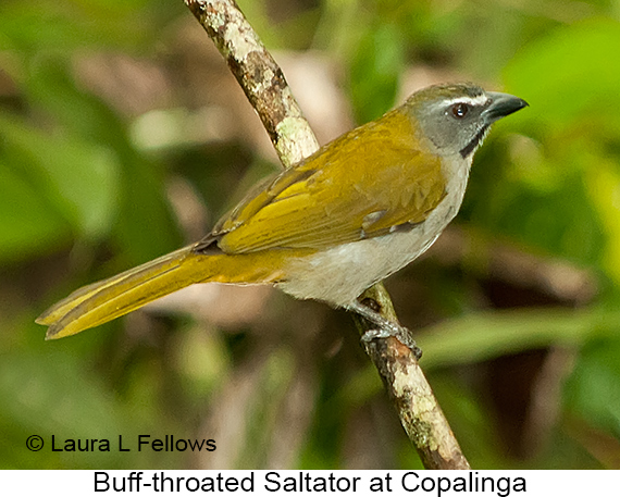Buff-throated Saltator - © James F Wittenberger and Exotic Birding LLC Buff-throated Saltator - © James F Wittenberger and Exotic Birding LLC