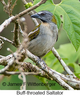 Buff-throated Saltator - © James F Wittenberger and Exotic Birding LLC