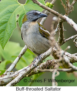 Buff-throated Saltator - © James F Wittenberger and Exotic Birding LLC