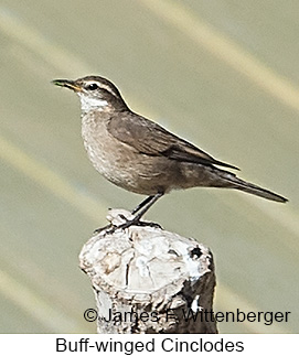 Buff-winged Cinclodes - © James F Wittenberger and Exotic Birding LLC Buff-winged Cinclodes - © James F Wittenberger and Exotic Birding LLC