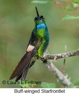 Buff-winged Starfrontlet - © Laura L Fellows and Exotic Birding LLC