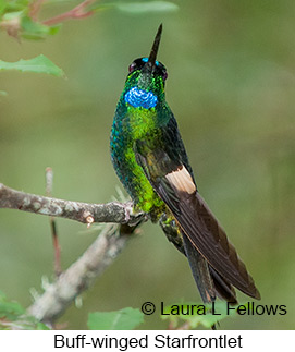 Buff-winged Starfrontlet - © Laura L Fellows and Exotic Birding LLC