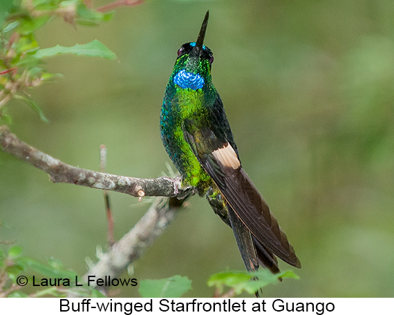Buff-winged Starfrontlet - © Laura L Fellows and Exotic Birding LLC