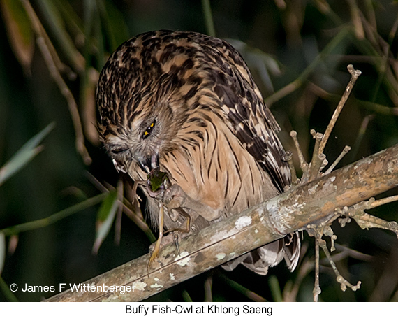 Buffy Fish-Owl - © James F Wittenberger and Exotic Birding LLC