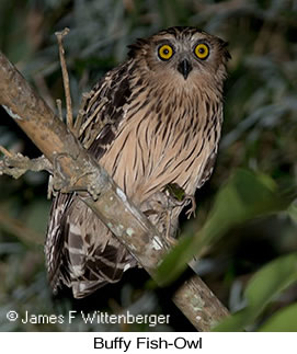 Buffy Fish-Owl - © James F Wittenberger and Exotic Birding LLC