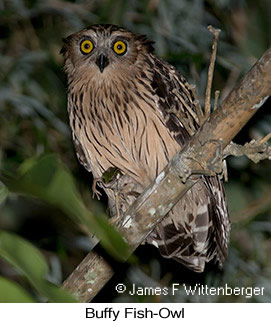 Buffy Fish-Owl - &copy; James F Wittenberger and Exotic Birding LLC