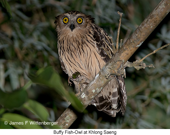Buffy Fish-Owl - © James F Wittenberger and Exotic Birding LLC