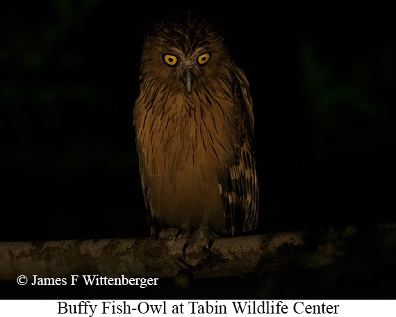 Buffy Fish-Owl - © James F Wittenberger and Exotic Birding LLC