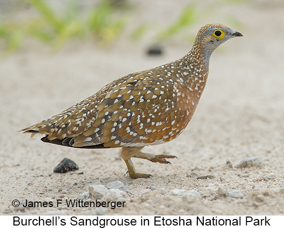 Burchell's Sandgrouse - © James F Wittenberger and Exotic Birding LLC