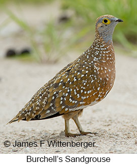Burchell's Sandgrouse - © James F Wittenberger and Exotic Birding LLC