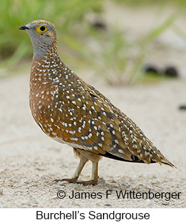 Burchell's Sandgrouse - © James F Wittenberger and Exotic Birding LLC