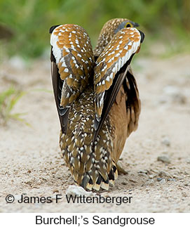 Burchell's Sandgrouse - © James F Wittenberger and Exotic Birding LLC