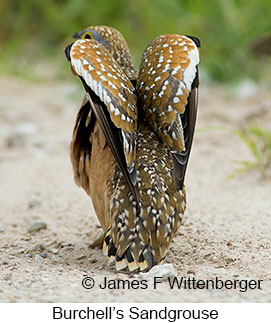 Burchell's Sandgrouse - © James F Wittenberger and Exotic Birding LLC