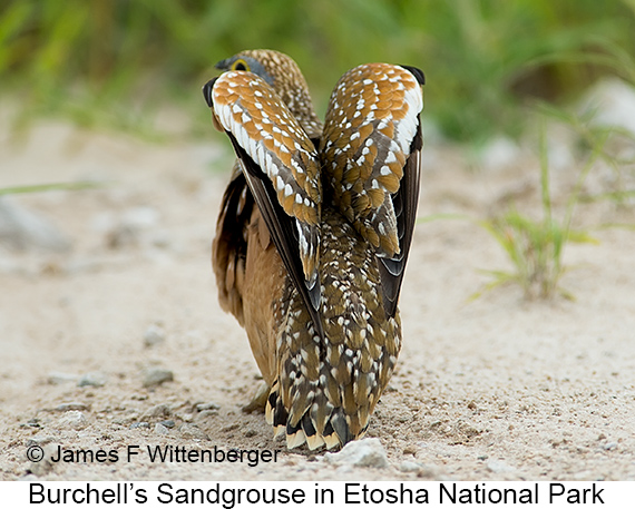 Burchell's Sandgrouse - © James F Wittenberger and Exotic Birding LLC Burchell's Sandgrouse - © James F Wittenberger and Exotic Birding LLC