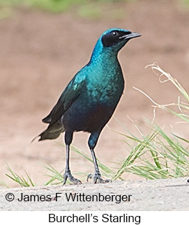 Burchell's Starling - © James F Wittenberger and Exotic Birding LLC