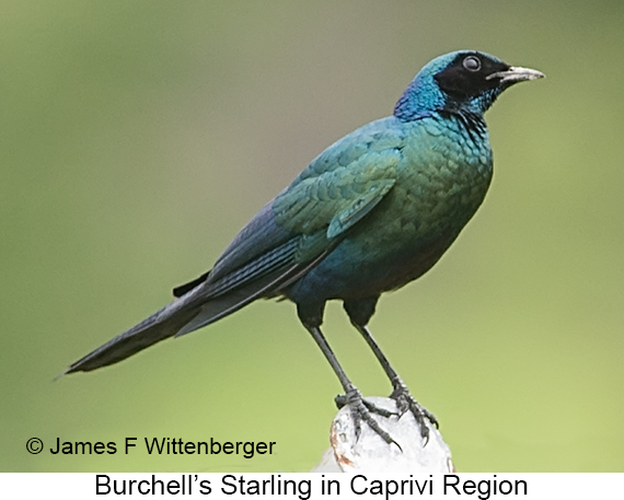 Burchell's Starling - © James F Wittenberger and Exotic Birding LLC