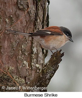 Burmese Shrike - © James F Wittenberger and Exotic Birding LLC