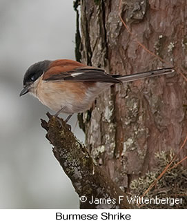 Burmese Shrike - © James F Wittenberger and Exotic Birding LLC